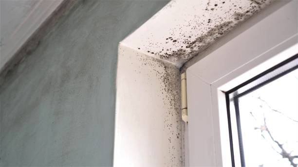 Best Mold Remediation for Specific Building Types in Riverdale, UT