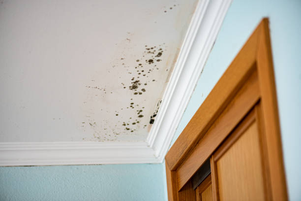 Best Health and Safety Mold Remediation in Riverdale, UT