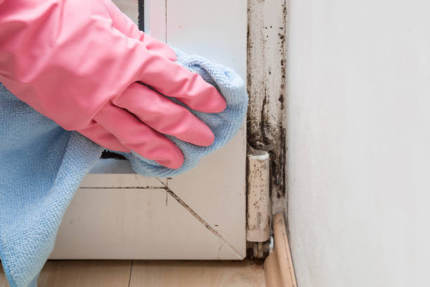 Best DIY Mold Remediation Support Services in Riverdale, UT